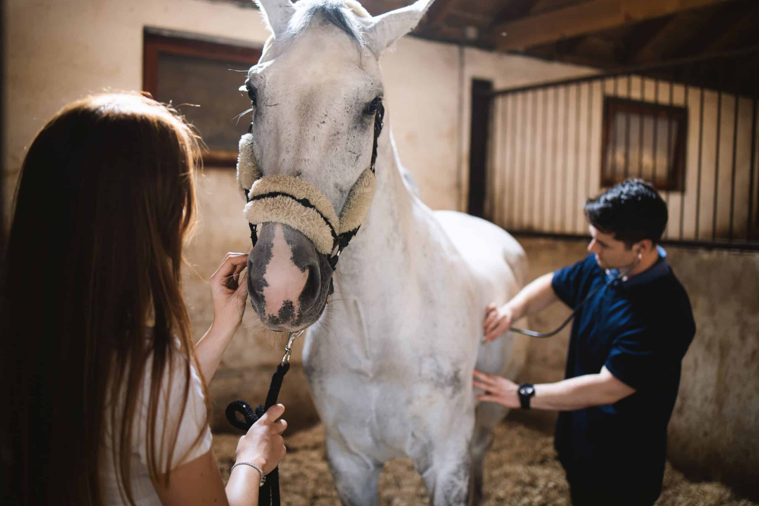A doctor checks the health of a horse in a stable