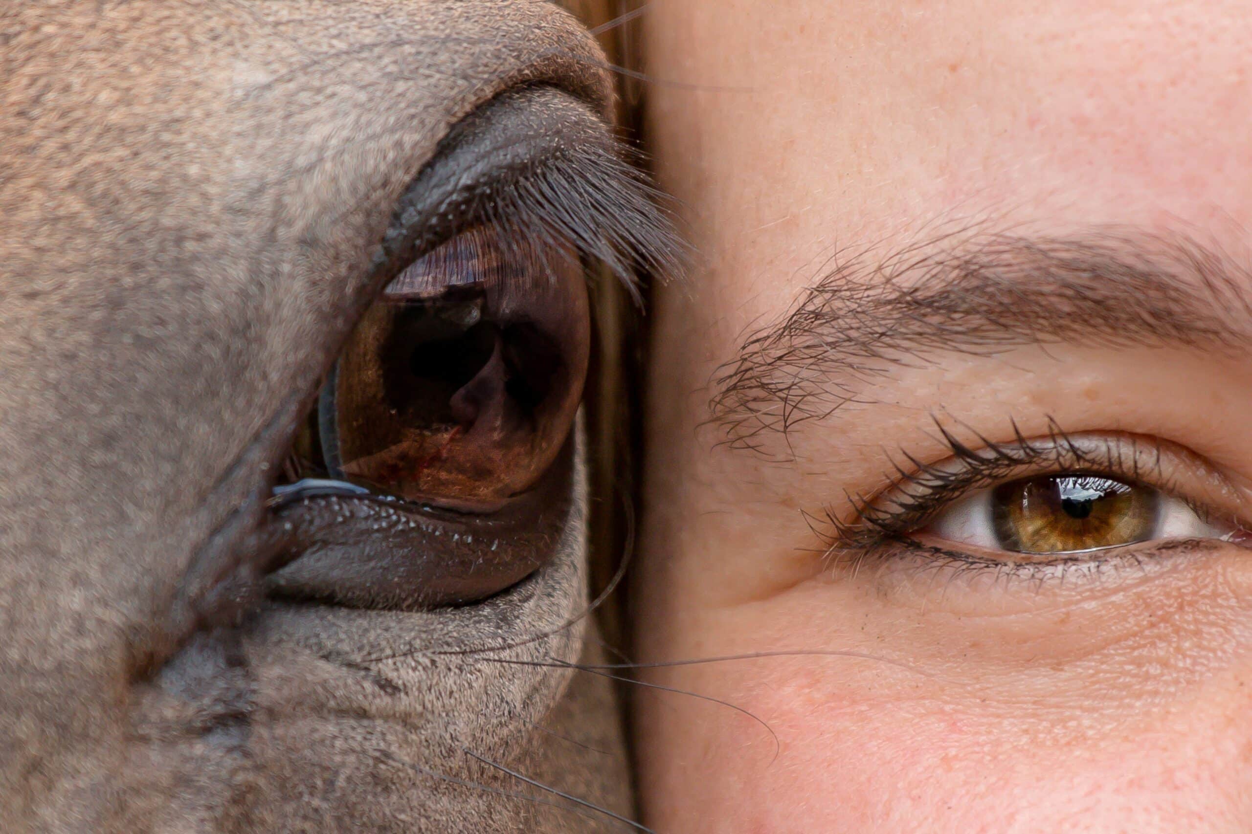 A person holds his head against the head of a horse. The horse trusts the person, and the person trusts the horse.